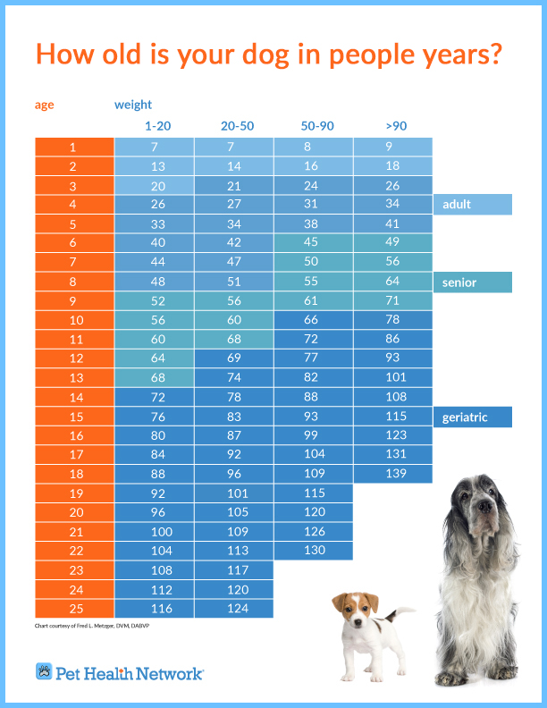 How old is 22 in sales dog years