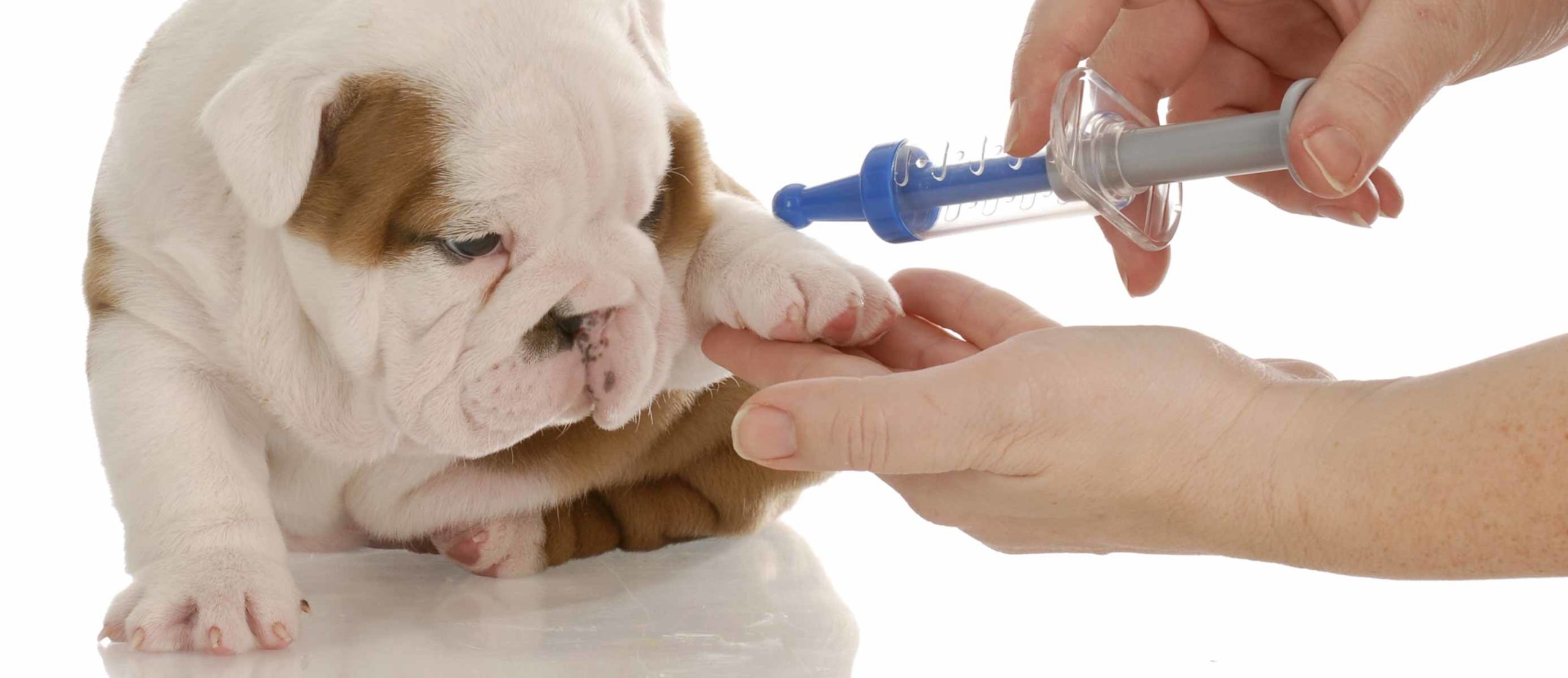 when should puppies have their shots