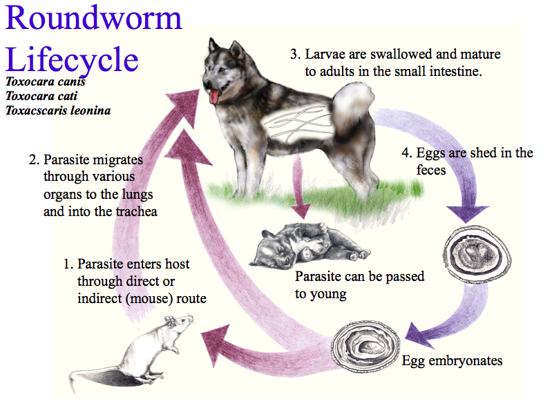 what can you give a dog for roundworms